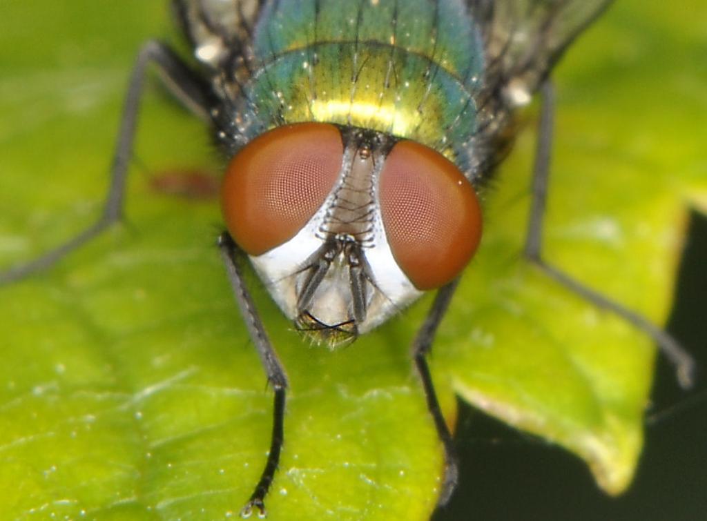 Eine ?? Fliege Nikon D5000 Tamron 90/2,8 mit Achrimat