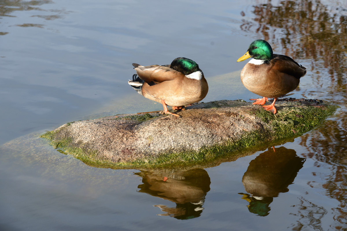 eine insel enten 1200