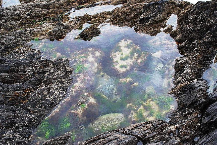 Eine Miniaturwelt für sich. Eine ca 20cm große "Pfütze" auf einem Schieferfelsen