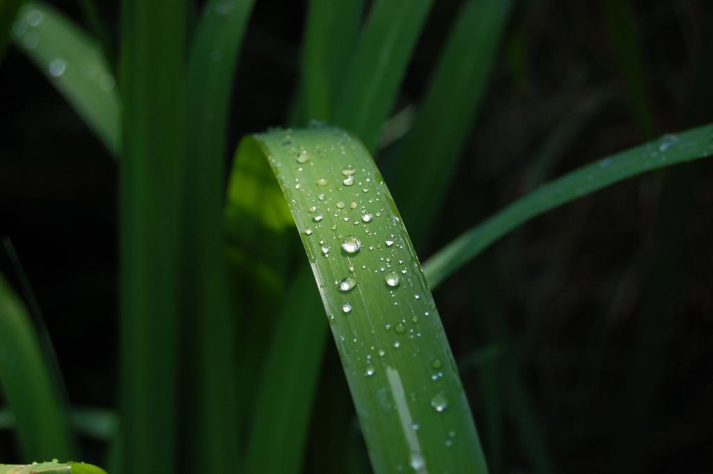 Eine Pflanze in unserem Teich im garten.