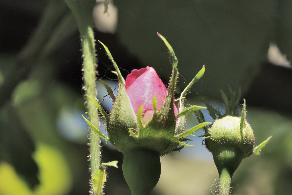 eine rose wird eine rose wird eine rose