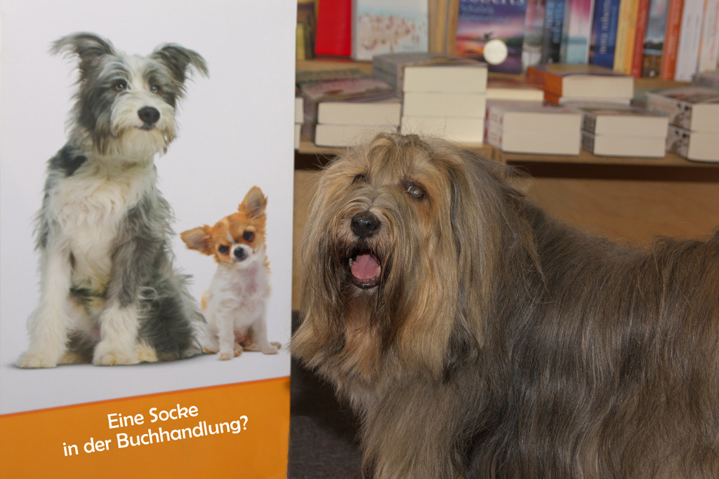 Eine Socke in einer Buchhandlung`? - Nein, Tibetterrier "Socke"