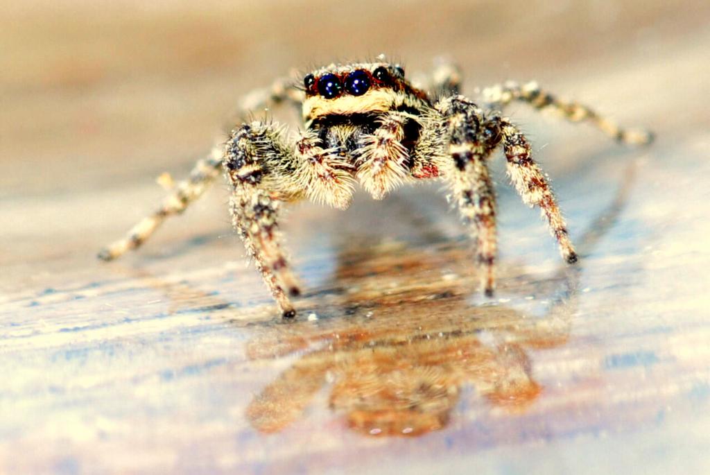 eine Springspinne, die ihren Photographen genau beobachtet