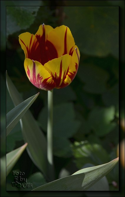 Eine Tulpe - DSC 3098verkl
