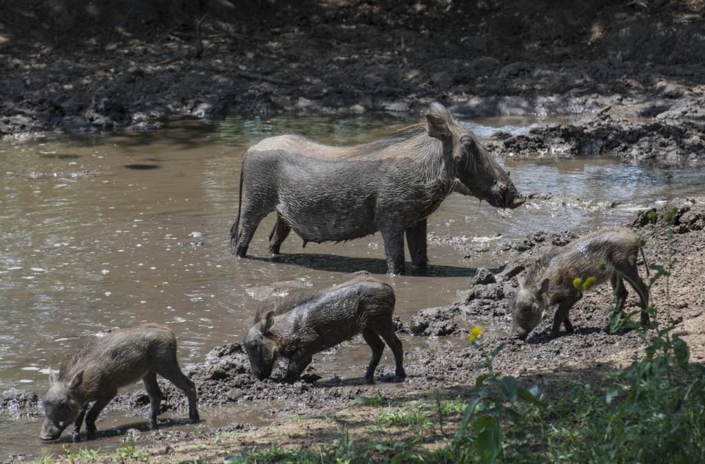 Eine Walzenschwein mit 3 Frischlingen am Wasserloch