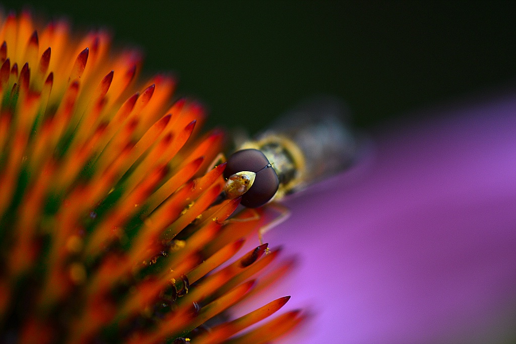 Eine Wespe (?) auf einer Blume.

Sorry für die schlechte Qualität, aber ich kann nun mal keine GRÖßEREN Bilder hochladen