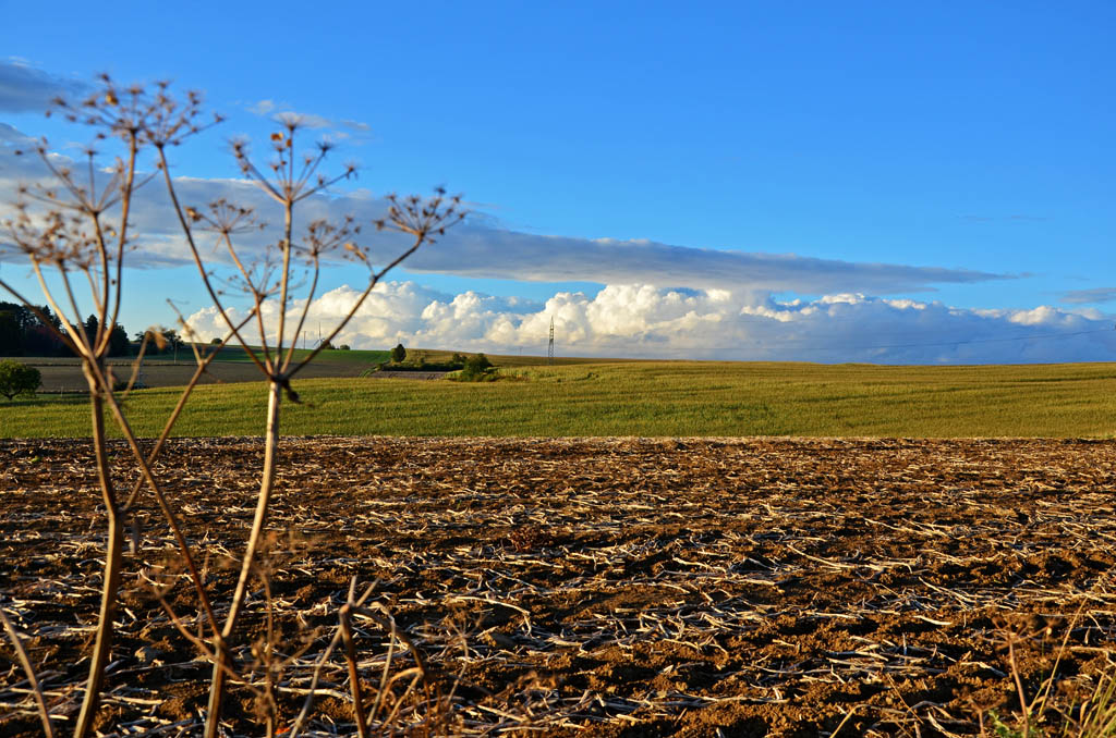 Eine wunderschöne Wiese zum Herbstanfang