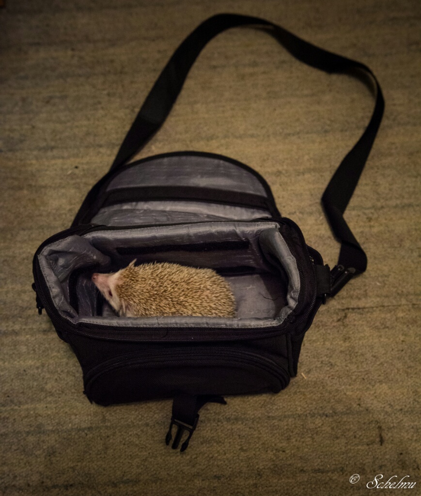 einen Igel in der Tasche haben