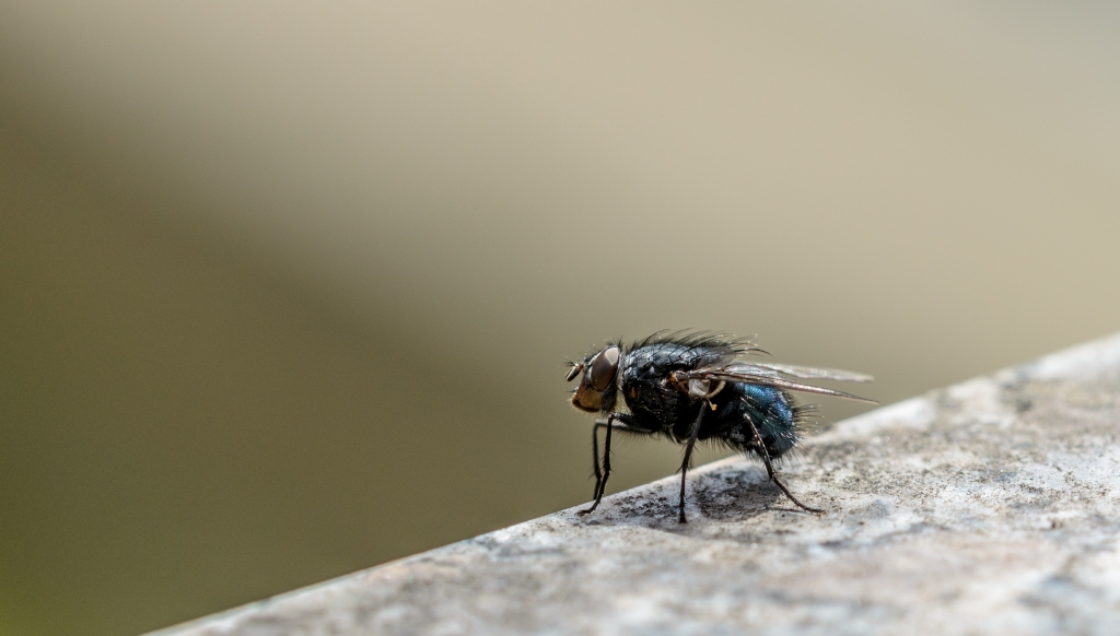 einiger Abstand zwischen Fliege und Linse