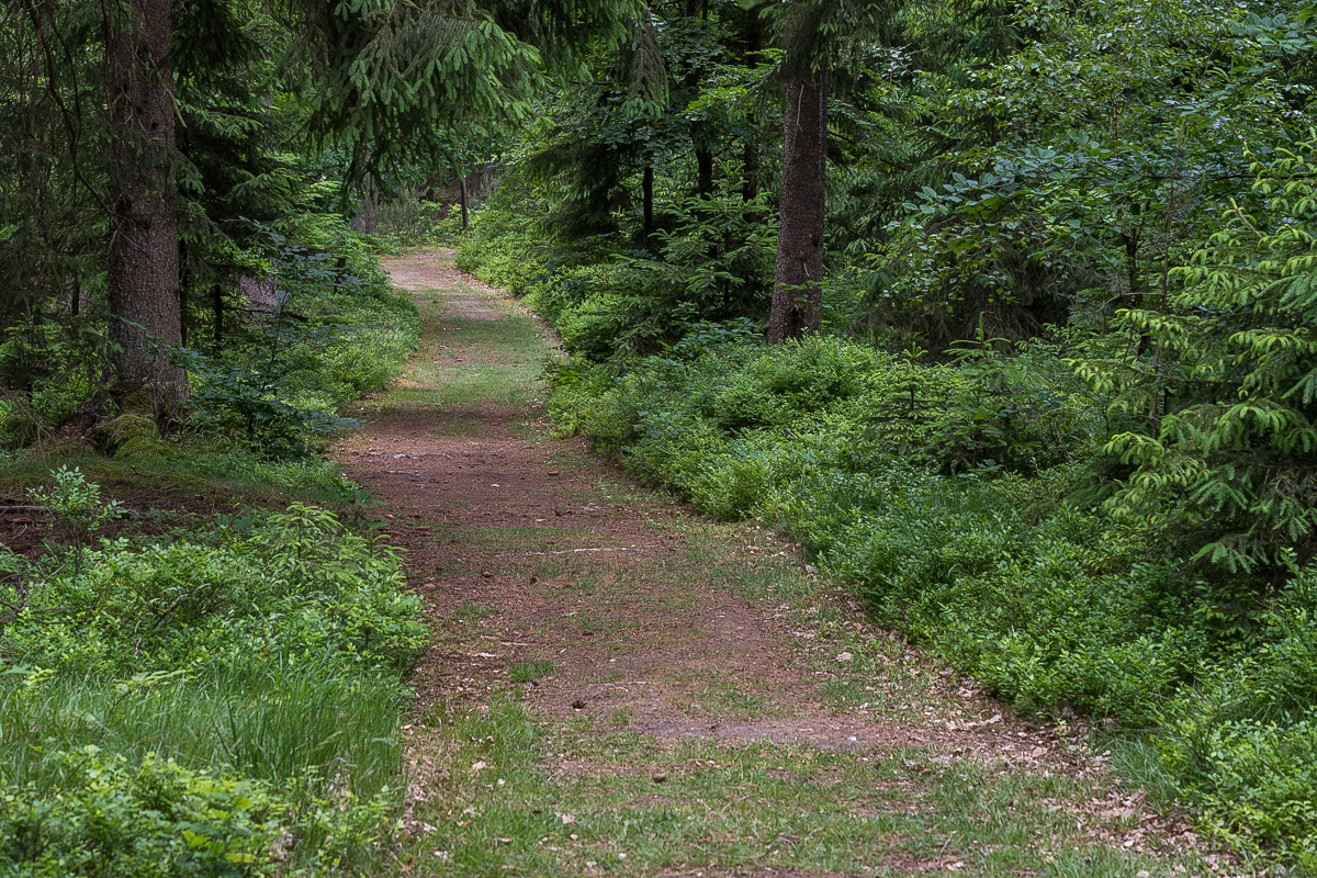 Einladung zum Waldspaziergang (1 von 1).JPG