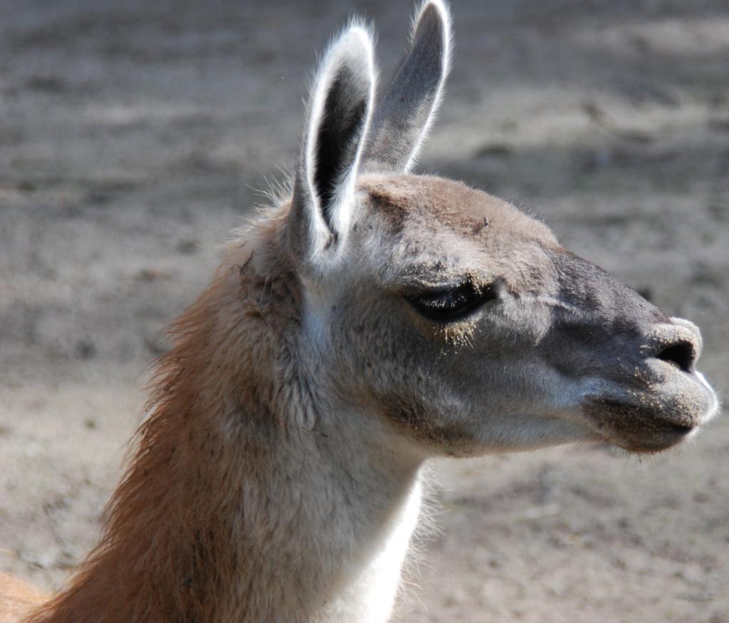 Einmal Lama immer Lama
Nikon d40x Tamron 28-300 Vc
Also ich finde die Bilder mit dem Zoom garnicht mal so schlecht