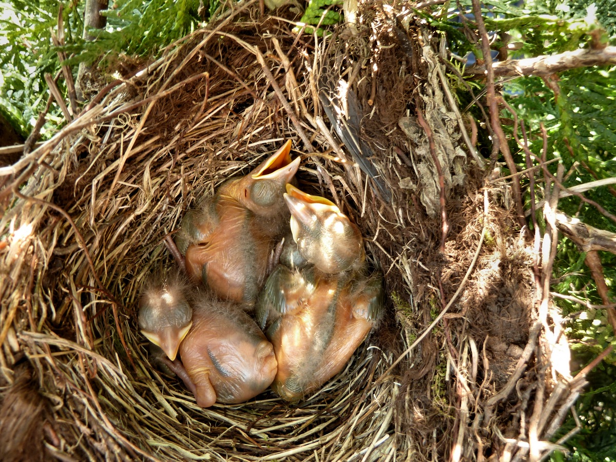 Einmaliger Blick ins Nest vom Dach aus..jpg