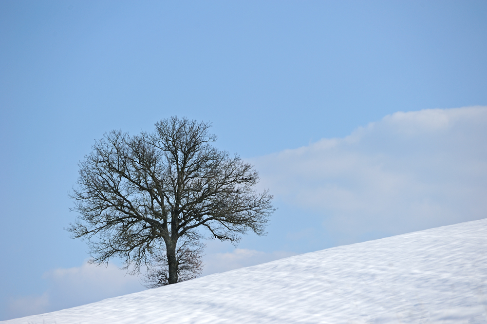 einsam im Winter