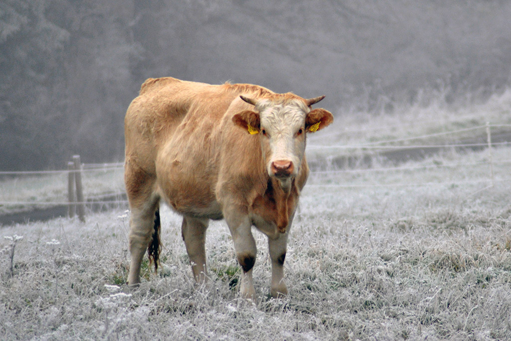 Einsame Kuh auf der gefrorenen Wiese