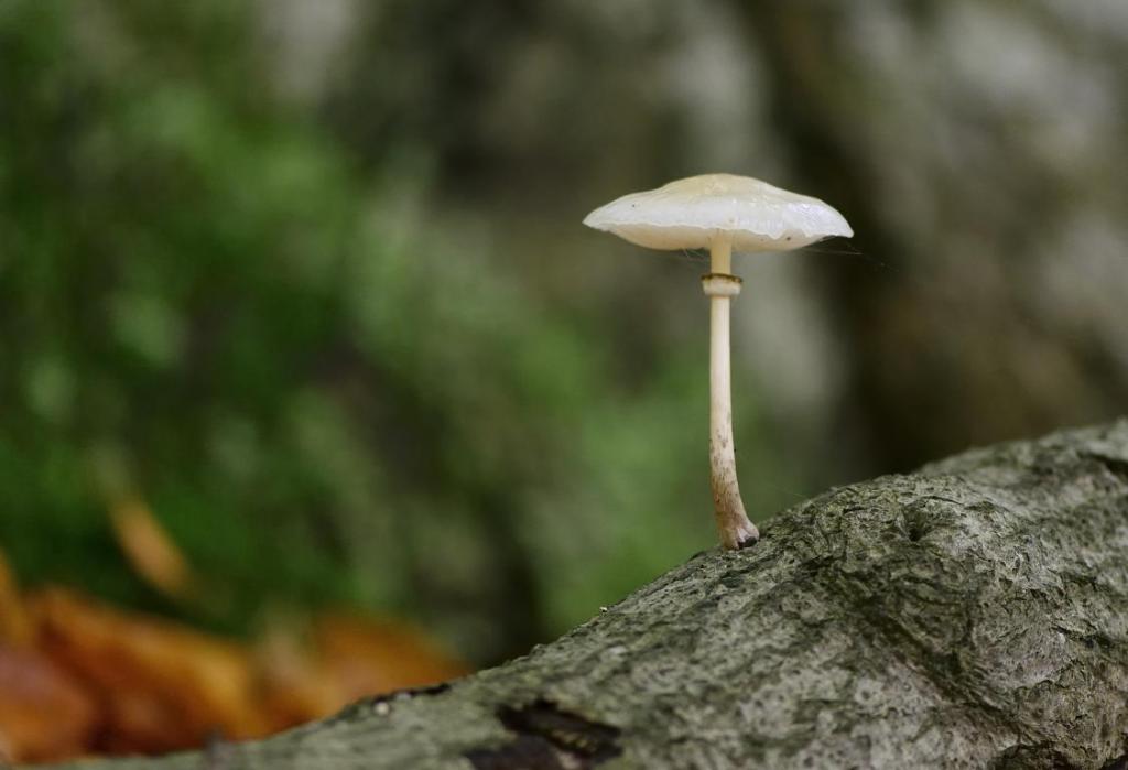 einsamer Pilz ("Arbeitstitel")