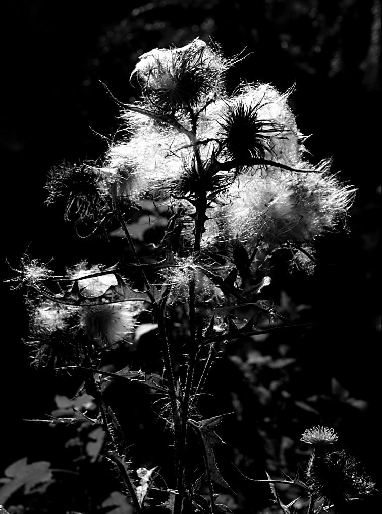 Einstein Distel 1602