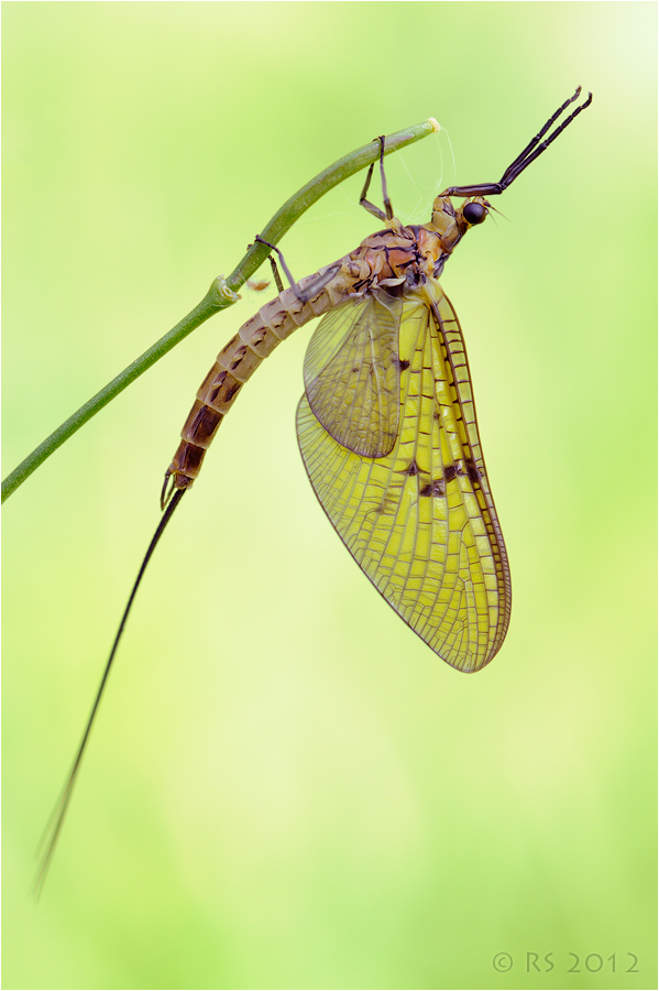 Eintagsfliege