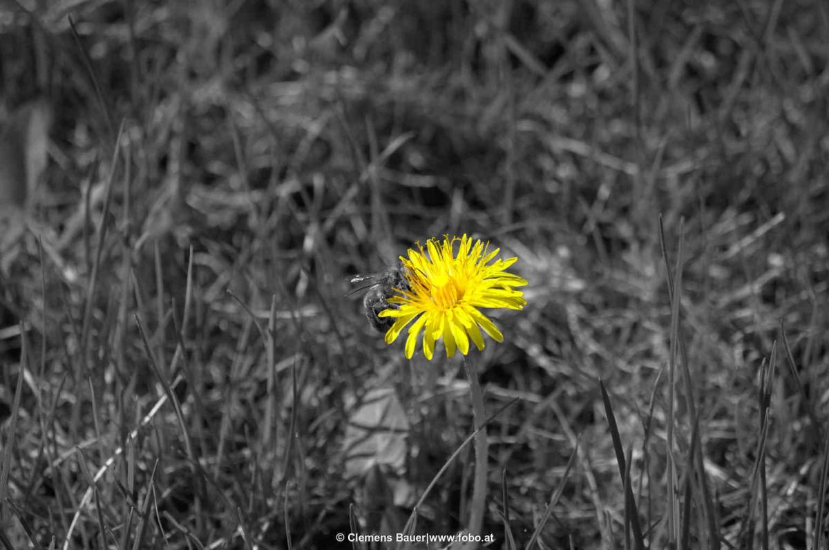 Einzelne Blüte. Mehr gibts auf www.fobo.at