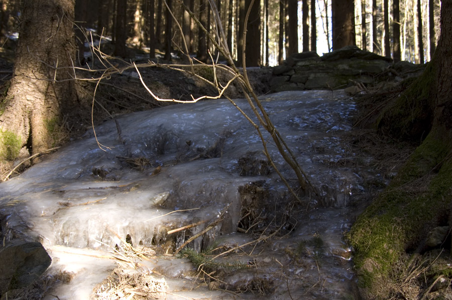Eis im Wald
