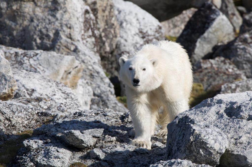 Eisbär auf einer Insel vor Phippsoya