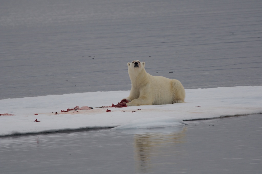 Eisbär beim 81-Breitenkreis