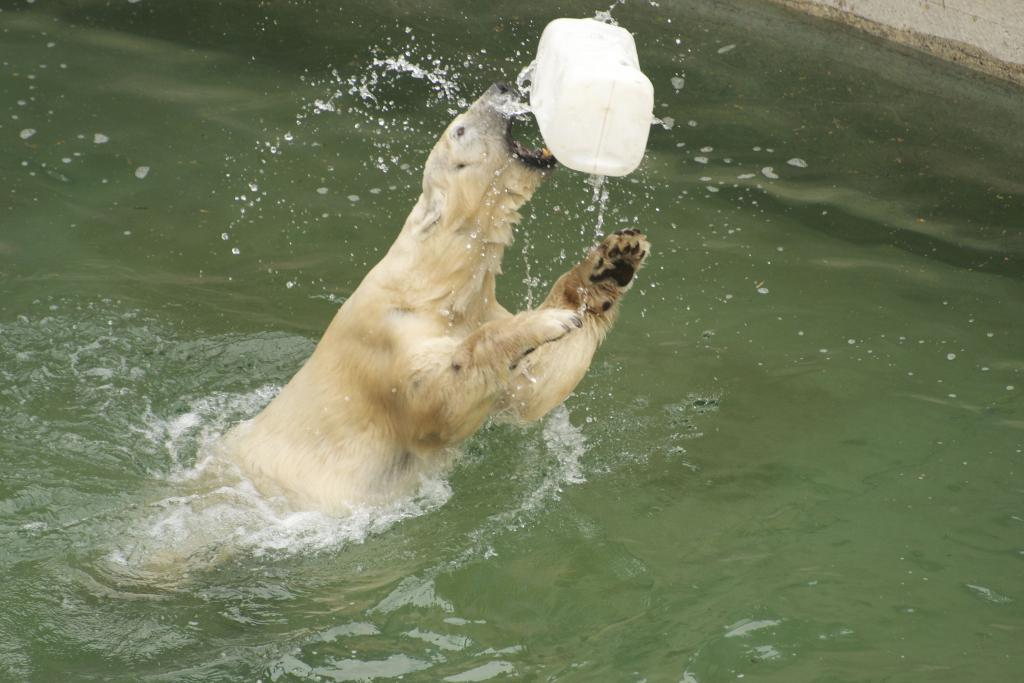 Eisbär Farbe