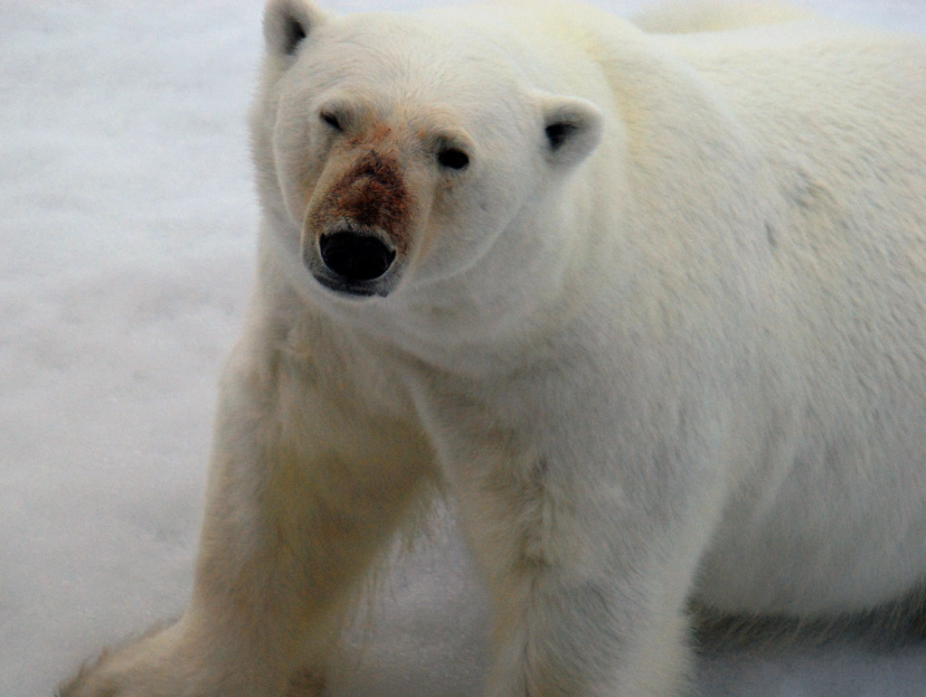 Eisbär im Franz Josef Land