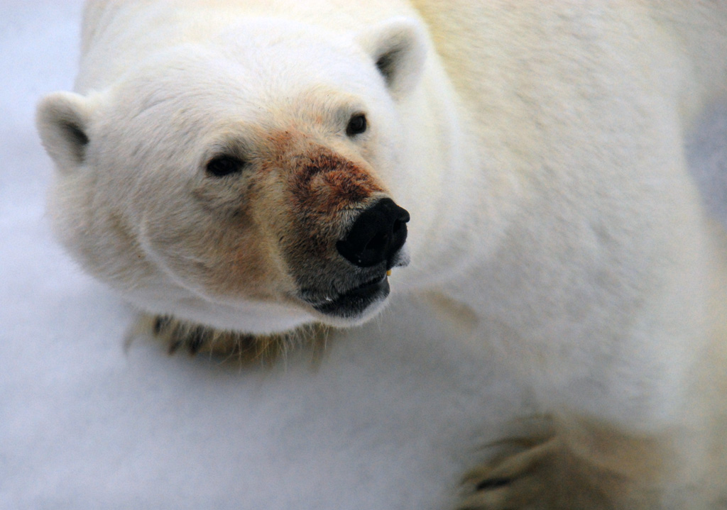 Eisbär im Franz Josef Land
