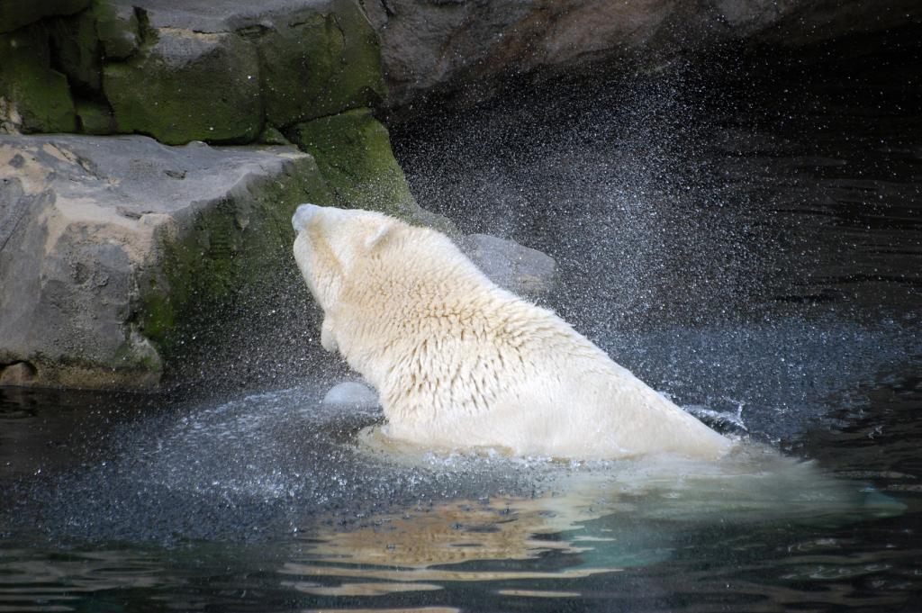 Eisbär schüttelt sich