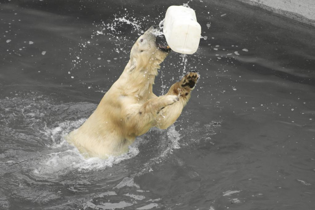 Eisbär SW Farbe1