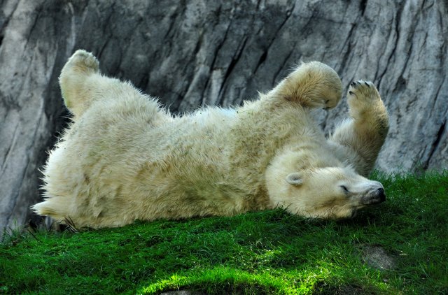 Eisbär wälzt sich im Gras