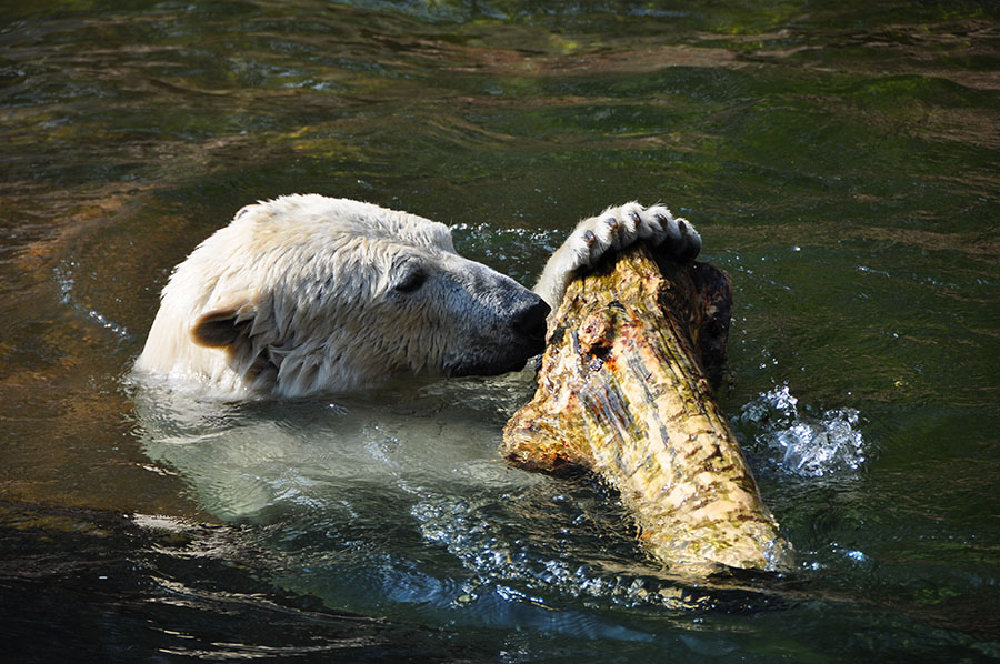 eisbär