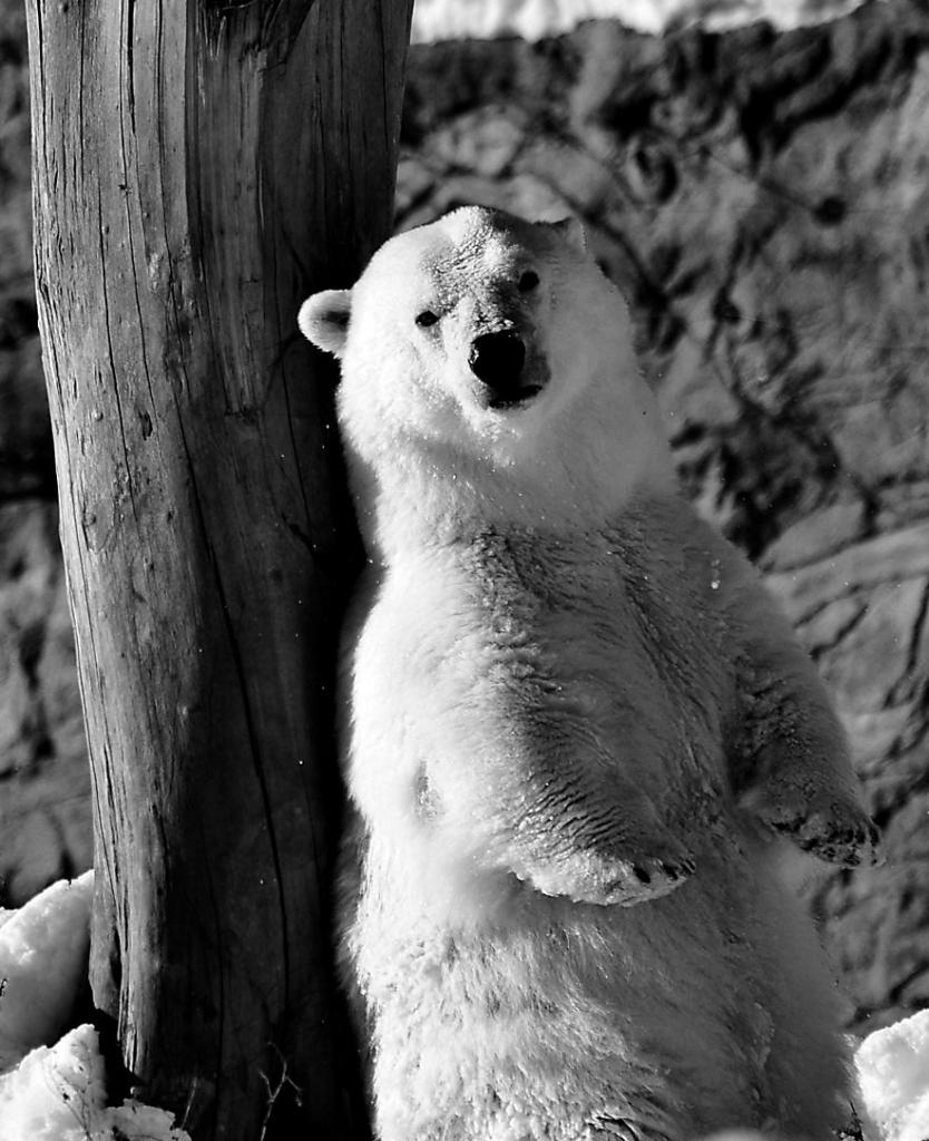 Eisbär03