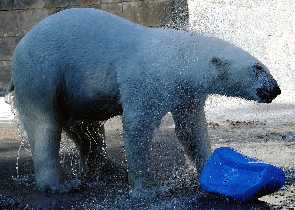 Eisbär3