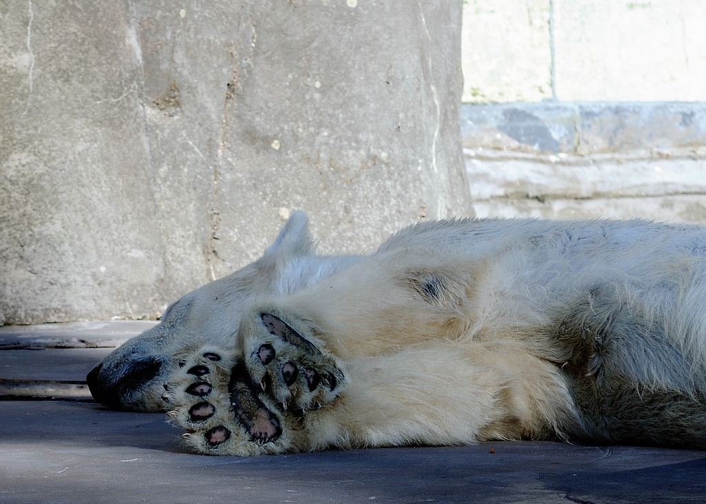 Eisbär4