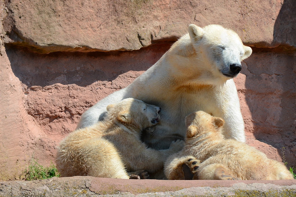 Eisbären Tiergarten Nürnberg