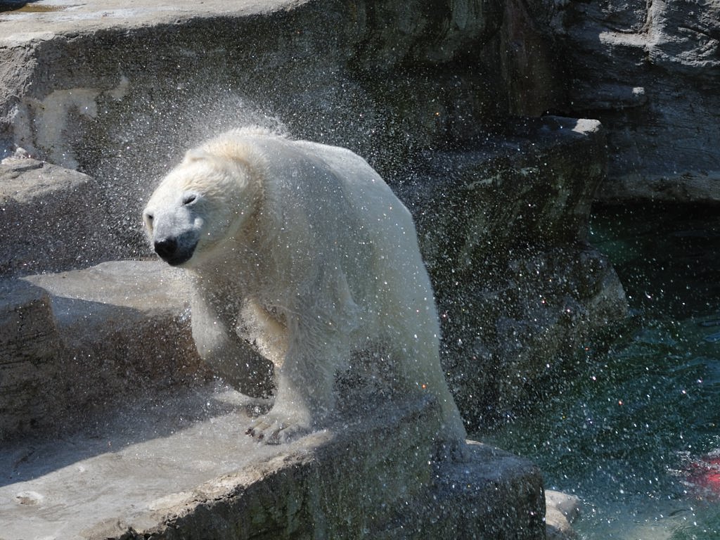 eisbaer
