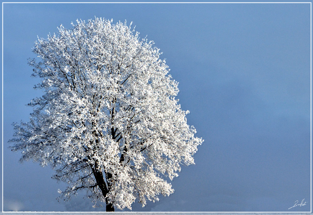 Eisbaum