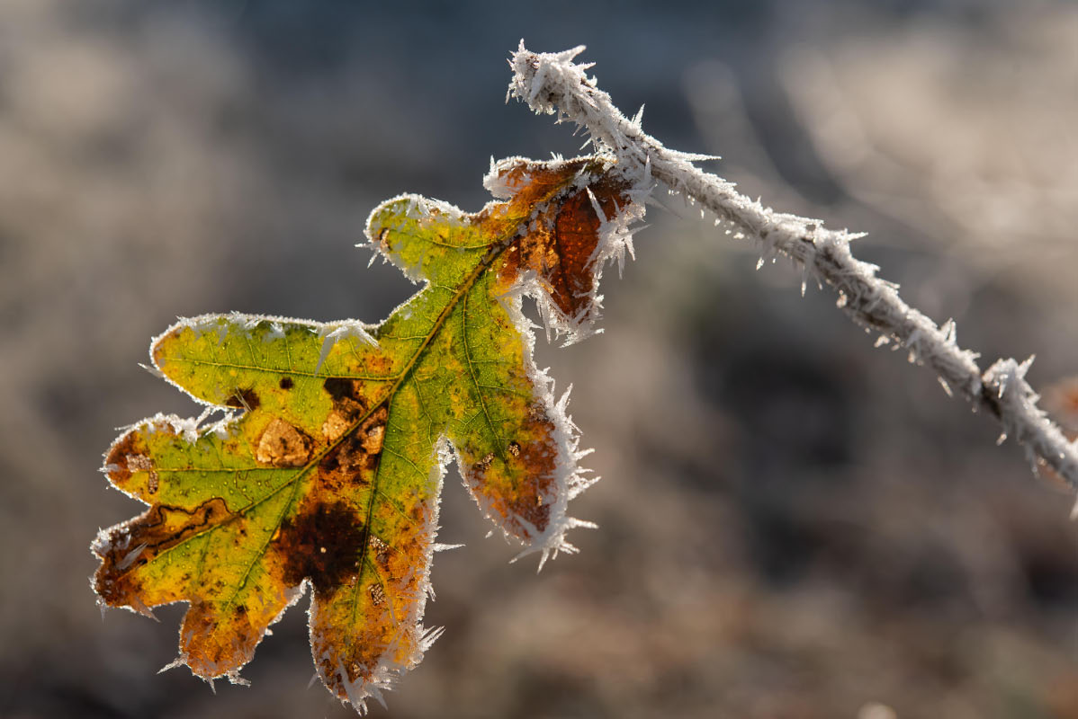 Eisblatt 2.jpg
