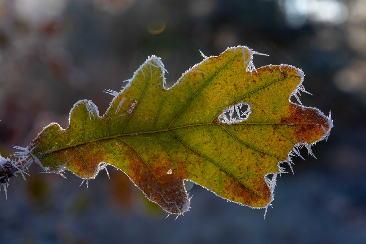Eisblatt 4.jpg