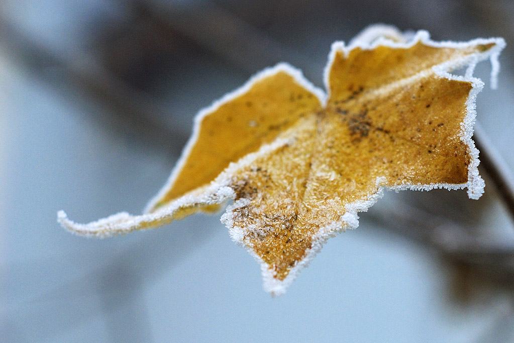 Eisblatt