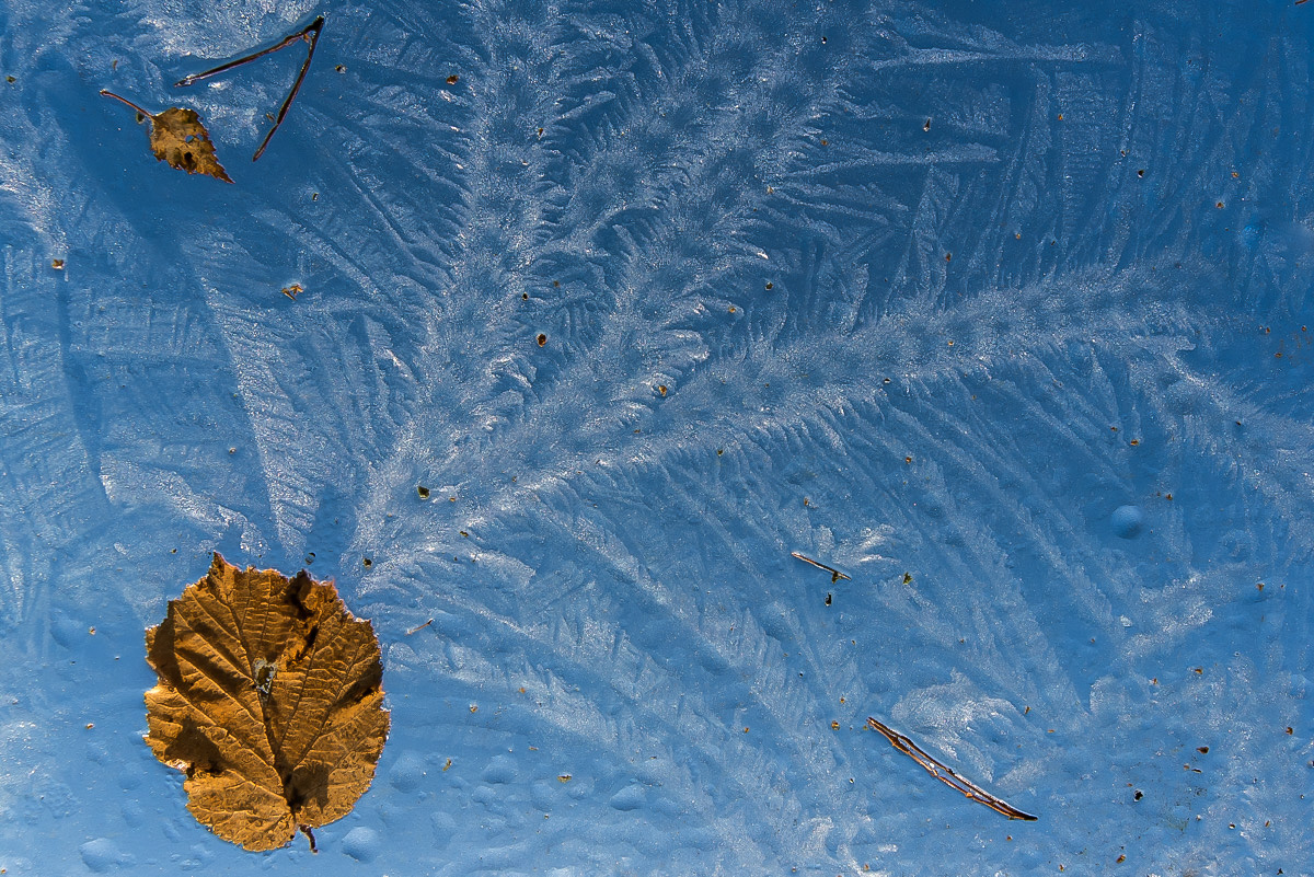 Eisblumen im Herbst.jpg