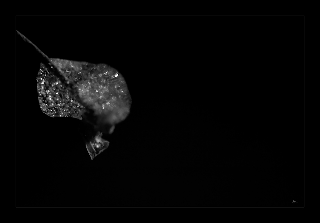 EisDSC 0152