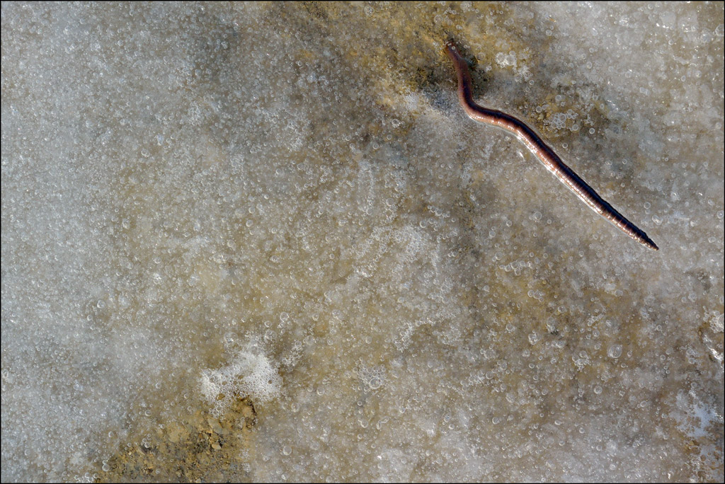 EisDSC 0532