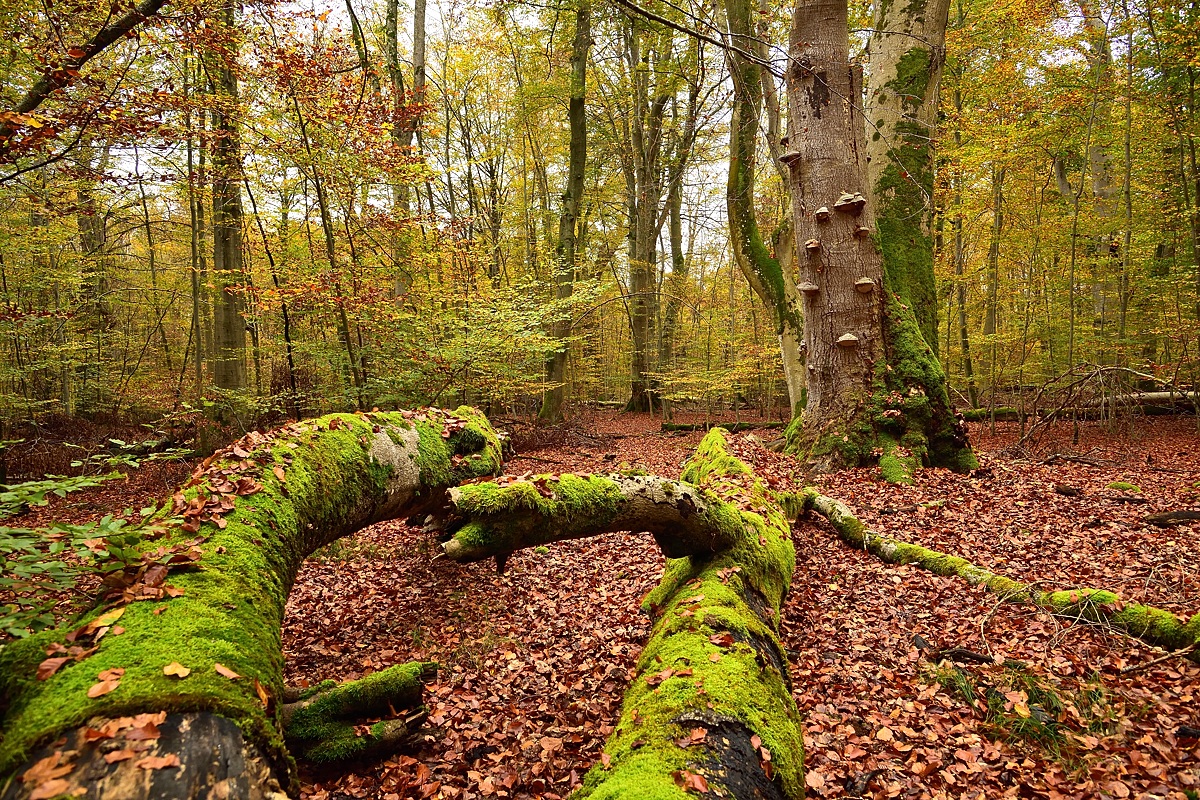 Eisenbachhain-2019_23986 (8).jpg