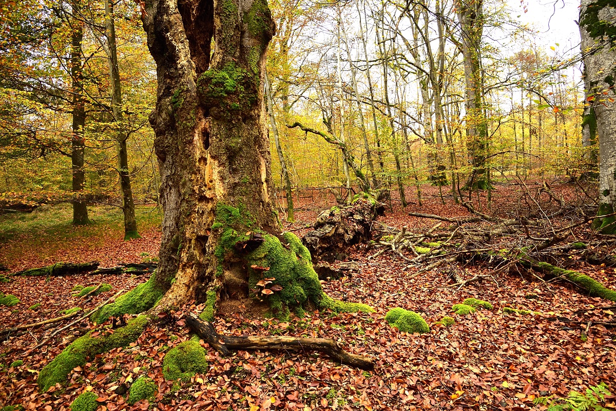 Eisenbachhain-2019_23986 (9).jpg