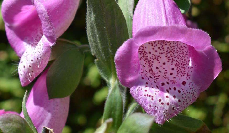 Eisenhut rosa