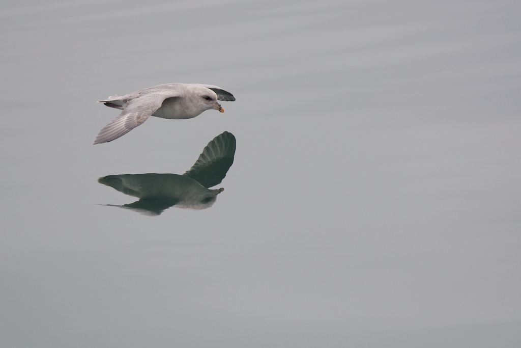 Eissturmvogel