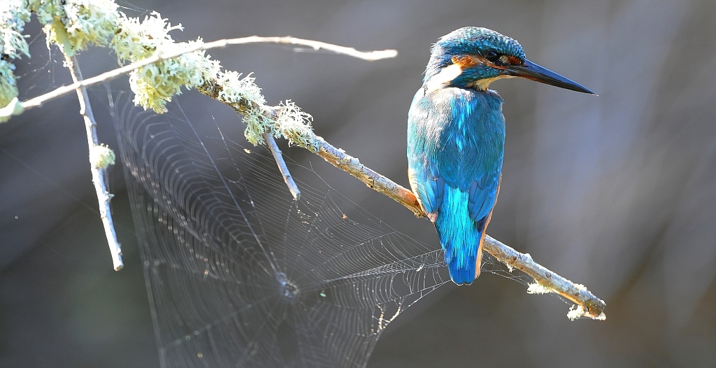 Eisvogel 004