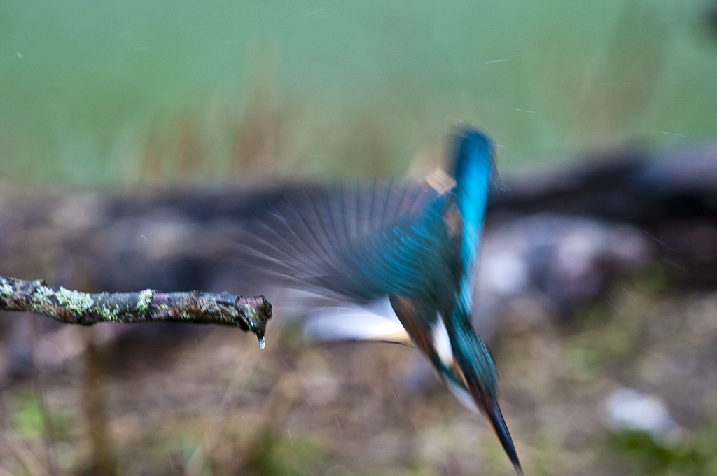 eisvogel 05